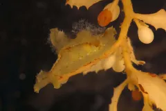 Winner of the ‘best camoflauge’ contest, the nudibranch Scyllaea pelagica is betrayed only by motion.