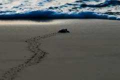 a baby sea turtle on the beach by the seashore