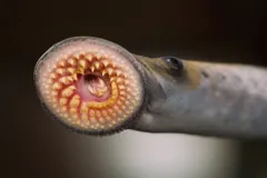 a lamprey's suction mouth opens to show a disk of pointed teeth