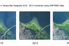 Increase in Tampa Bay Seagrass 2010-2014