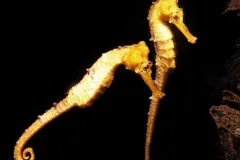 Two longsnout seahorses underwater. 