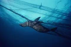 Giant drift nets, placed around the world’s oceans to catch commercial fish species, kill non-commercial animals just as efficiently, often taking far more of the latter for every useable species ensnared.
