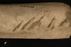 serrations from sharks on a fossilized whalebone