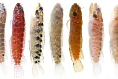 Seven of the newly discovered Starksia blennies, small fish with elongated bodies