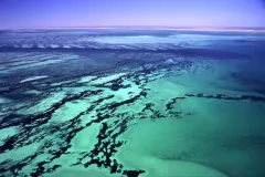 The Shark Bay site in Australia was inscribed on the World Heritage List in 1991. The site is home to the world's richest and largest sea-grass beds; five species of endangered marine mammals, including dugongs (Dugong dugon), which feed on the grass; and 