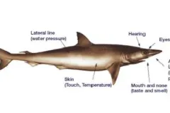 A diagram of a shark's six highly refined senses: smell, hearing, touch, taste, sight, and electromagnetism