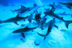 Madison Stewart, known to many simply as “shark girl,” is an inspiring young woman with a passion to protect the creatures most people fear: sharks. She’s been diving with sharks since the age of twelve. Here she is feeding a group of Caribbean reef 