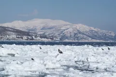 Steller's sea eagles, a threatened species, gather on sea ice at the&nbsp;Shiretoko Peninsula in Japan.