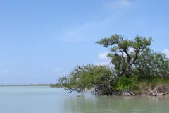 The Sian Ka'an site in Mexico was inscribed on the World Heritage List in 1987. The site's name means "Origin of the Sky" in Mayan and contains tropical forests, mangroves, and marshes, as well as a large marine area intersected by the Caribbean Barrier Re