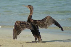 A Socotra cormorant dries its wings on the shore at the&nbsp;Socotra Archipelago in Yemen.