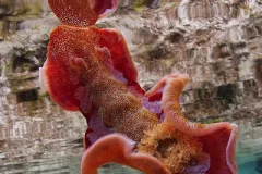 The spanish dancer is one of the largest species and best swimmers of the nudibranchs.