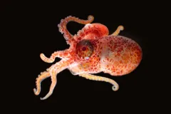 A beautiful larval (baby) octopus collected during a research cruise near Florida.
