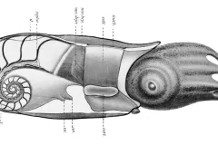 A cross section of a ram's horn squid