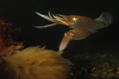 Two squid tending to egg casings