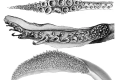 Three types of squid tentacles and their suckers