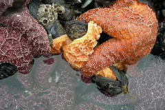 A starfish eating a mussel. 