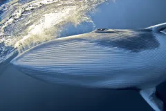 “Moments after its eyes emerged from the water for a ‘spy hop,’ this whale slowly descended in my direction and came as close as six feet before it dove away.” -- Nature's Best photographer, Steffen Binke.Equipment Used to Capture the Shot:    Niko