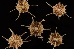 Stephanocyathus (A.) spiniger, a solitary, deep-water stony coral species, has six long spines that slow it from sinking into soft substrates.