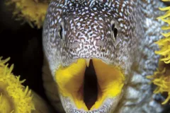 An underwater photo of a yellow-mouth moray eel. 