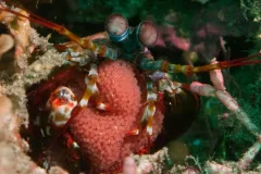 Photo of a mantis shrimp