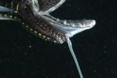 The long barbel on the chin of this dragonfish has a glowing tip that may attract prey.