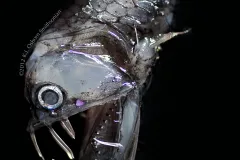 Known as “viperfish”, these cryptic fish use their giant teeth to prey on other fish and can grow to be 2 feet long (24 inches).