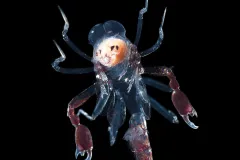 A phronima amphipod