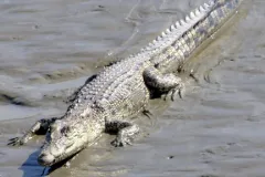 A crocodile sits in water at Sundarbans National Park in India. 