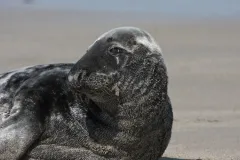 A gray seal on the shores of Surtsey, Iceland.
