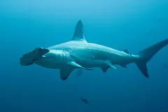 A scalloped hammerhead (Sphyrna lewini) at Isla del Coco, Costa Rica.