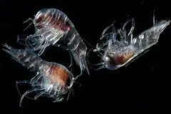 Three hyperiids, each with two large eyes and red body showing through their translucent bodies.