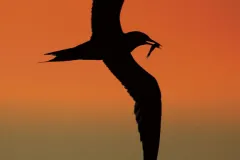 A photo of a tern's silhouette against an orange sky.