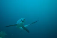 A thresher shark uses its unusual tail fin for swimming and hunting. 