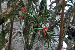 A beautiful bromeliad blooms among the mud and roots of a mangrove swamp.