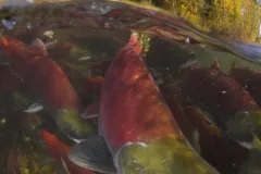 Photo of sockeye salmon spawning.