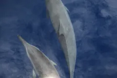 “I took this photograph of spinner dolphins in calm waters off the Ogasawara Islands, an archipelago in the Pacific Ocean about 600 miles south of Tokyo. When the sun briefly broke through the clouds, our shadow was mirrored in the water’s surface—an