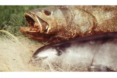 A dead totoaba next to a dead vaquita on top of gill nets.