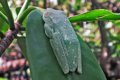 Flattened against a leaf, a tree frog blends right in with the mangroves.