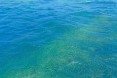 a bloom of bacteria glitter at the sea surface