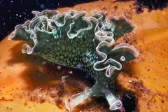 Photograph of a green sea slug, with white polka-dot-like markings and white-edged ruffly structures along the length of its back.