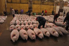 Tuna at a fish market