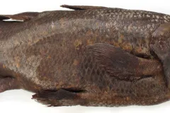 a coelacanth fish specimen
