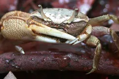 A male mudflat fiddler crab (Uca rapax) waves its huge claw to impress females and threaten competitors.