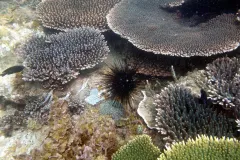 The coral reefs of Ujung Kulon National Park in Indonesia, a World Heritage site, are dominated by a small number of coral species and support some of the richest fish fauna in the Indonesian archipelago.