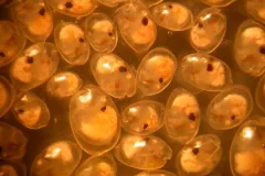 Male and female P. annecohenae, including several juvenile instars.

