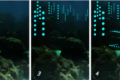 This is a series of images showing how a typical nightly courtship display would look like, where certain males initiate the display (2), others follow (3), and different species display their own unique “light shows” nearby (4 and 5).
