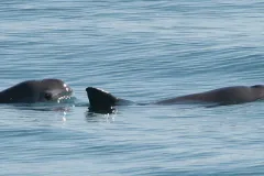 Photo of vaquita at the water’s surface with its face plainly visible.