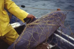 A fisherman holds a gillnet with a vaquita caught in it.