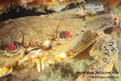 The velvet crab's aggressive nature has earned it the nickname devil's crab.