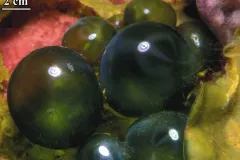 Macroscopic Algae (Ventricaria ventricosa)